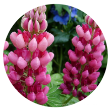 Mixed color single color 1000 lupine garden flower seeds